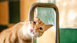 Miért szeret a macska annyira a csapból inni?