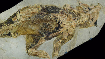Megvizsgálták egy dinoszaurusz kloákáját a brit tudósok