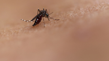 Emberek millióival végezhet a klímaváltozás miatt terjedő szúnyogfaj