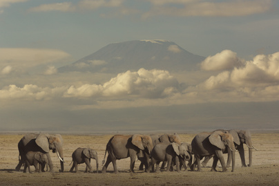 afrikai-elefantok