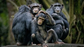 Leprás csimpánzokat találtak az afrikai dzsungel mélyén