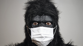 Elkapta a koronavírust a San Diegó-i gorilla, antitesttel sikerült meggyógyítani