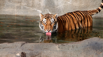 Csípőprotézist kapott egy szibériai tigris