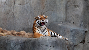 Újra megműtik az ízületi gyulladásos szibériai tigrist