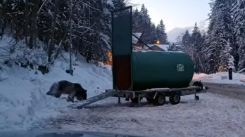 Videó: elkapták a medvét, amely üldözőbe vette a halálra rémült román síelőt