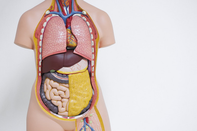 8 kérdéses biológiakvíz a testről: tudod, melyik szerv termeli az inzulint?