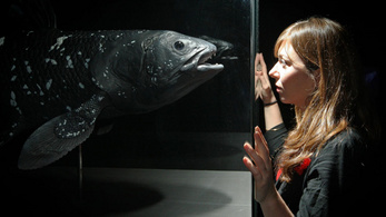 Mégsem élő fosszília a bojtosúszós hal