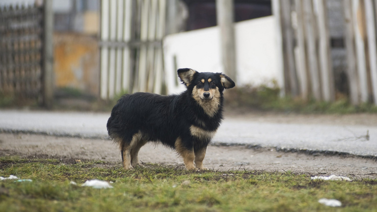 Kutyák tízezrei kóborolnak Magyarországon