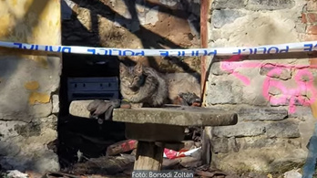 A törmeléket kapargató macska segített megtalálni a holttestet