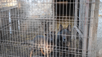 Rettenetes körülmények között raboskodó kutyákat találtak egy telepen