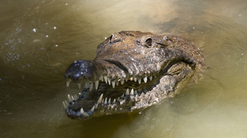 Megvan a gyilkos krokodil, emberi maradványokat találtak a gyomrában