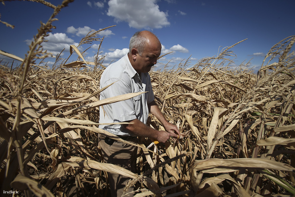 Urbán Imre mutatja elszáradt kukoricáját Őest megyei Kartalon augusztus 27-én. Több mint 400 milliárd forint kár érte eddig magyar mezőgazdaságot a szárazság miatt a nyáron. 
