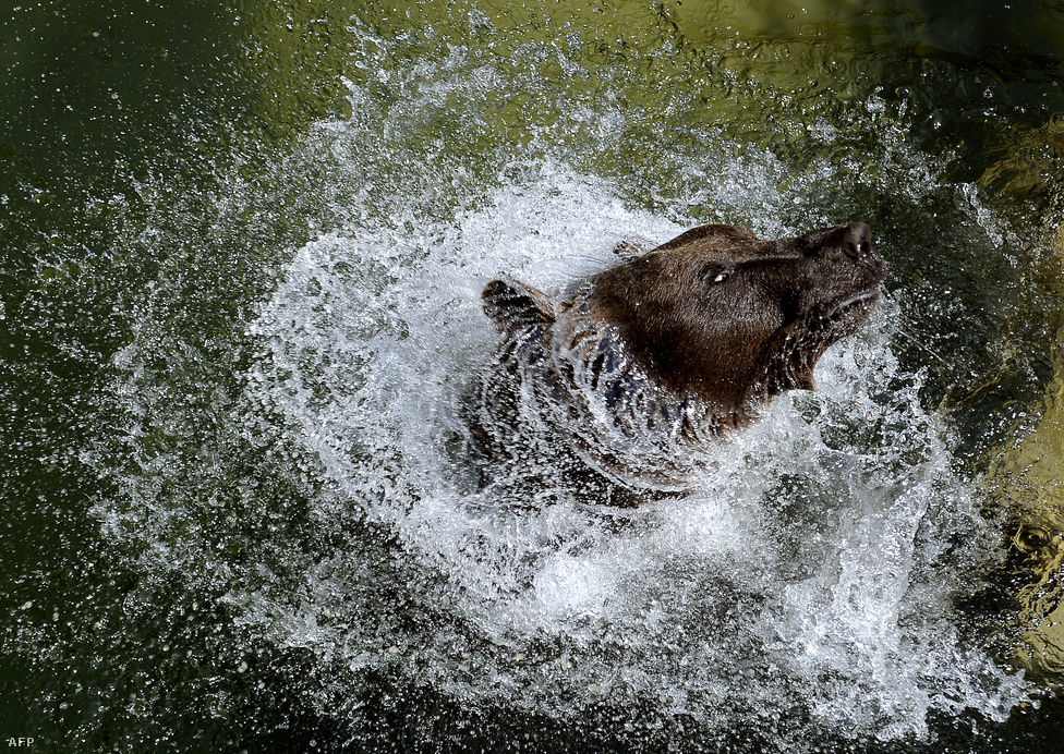 A római állatkert barnamedvéje igyekszik hűteni magát augusztus 22-én. Európa szerte dőltek meg melegrekordok, az olasz fővárosban 40 fokot is mértek augusztusban. 