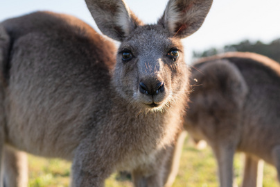 Nem mindennapi fotók kengurukról: szívmelengető képeken a különleges állatok ismeretlen oldala