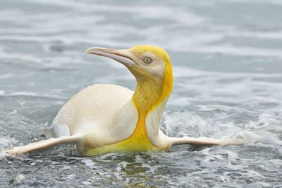 Ritka színű pingvint fotóztak a vadonban: korábban még nem láttak hasonlót