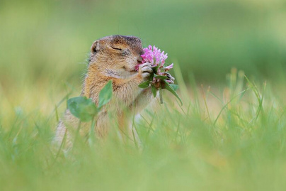 Az állatok legcukibb pillanatait kapta le a fotós: gyönyörködnek magukban, és élvezik az életet