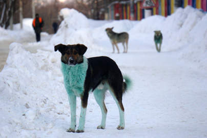 Bizarr rejtély: kék és zöld bundájú kutyák bukkantak fel Oroszország több pontján