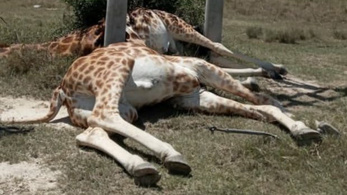Áramütés végzett három zsiráffal egy kenyai rezervátumban