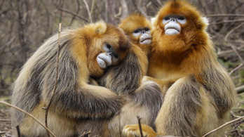 Kína arcfelismerő technológiával forradalmasítja a majmok tanulmányozását