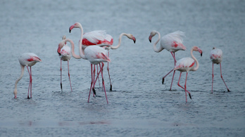Bajban vannak a flamingók a sörétes vadászat miatt