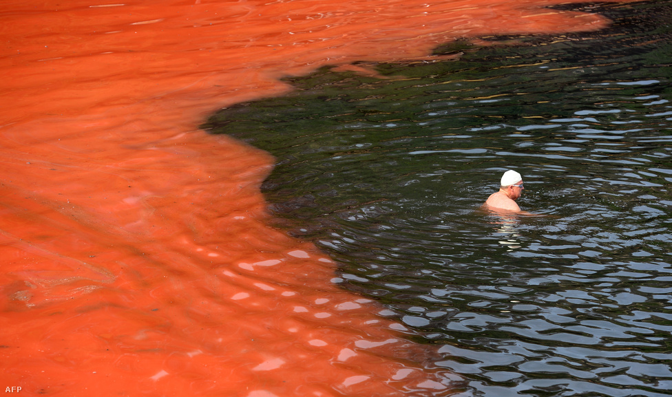 Vörös alga borítja Sydney Clovelly strandját november végén. Bár a vörös alga nem mérgező, az úszóknak azt javasolták, hogy ne merészkedjenek a szennyeződés közlébe, mert az algák magas ammónia tartalma bőrirritációt okozhat.