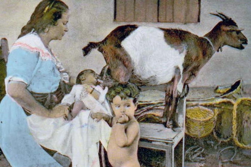 A fejőskecske mint szoptatódajka a középkorban: hogyan táplálták a csecsemőket, amikor még nem voltak tápszerek?