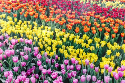 Egy nap alatt vagyonokat veszíthetett, aki tulipánhagymába fektetett: 1637. február 7. a brókerek fekete napja volt