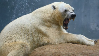 Jegesmedve támadt egy férfire Norvégiában