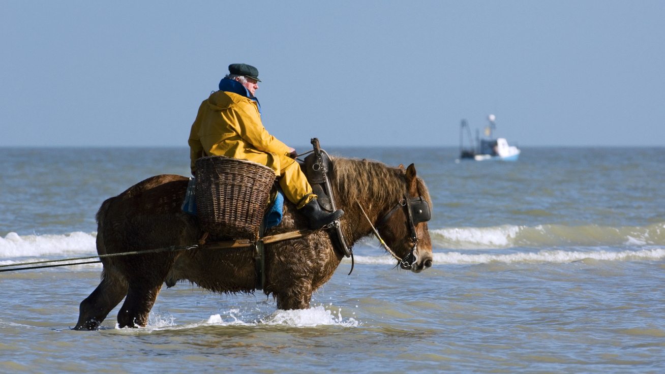 Már csak 17 halász van a világon, aki így fog rákot: az 500 éves hagyományt erős, hidegvérű belga lovakkal végzik
