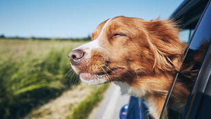 Erre figyelj, ha a kutya is veled utazik az autóban
