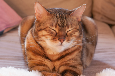 11 kérdés a macskákról: tudod, mit üzen, ha a cica lassan pislog?