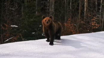 A medve nem játék, de szeret plázázni és sípályán barátkozni