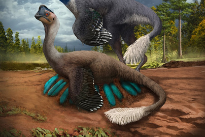Fészkén és tojásain ülő dinoszaurusz maradványaira bukkantak: ez az első ilyen lelet a világon