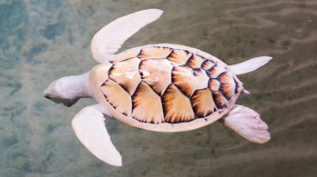 Ritka albínó teknőst fedeztek fel