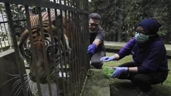 Helikopterrel tért haza egy szumátrai tigris