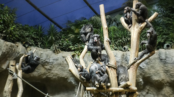 Unatkoznak a csimpánzok Csehországban, valóságshow-val szórakoztatják őket