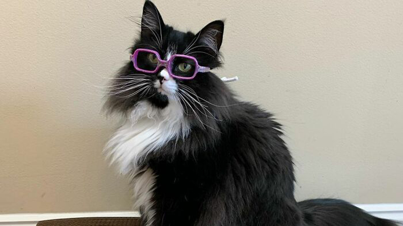 szemüveges-macska-borító