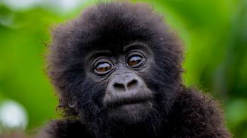 Gorillamentőket támogatnak a reddites tőzsdézők