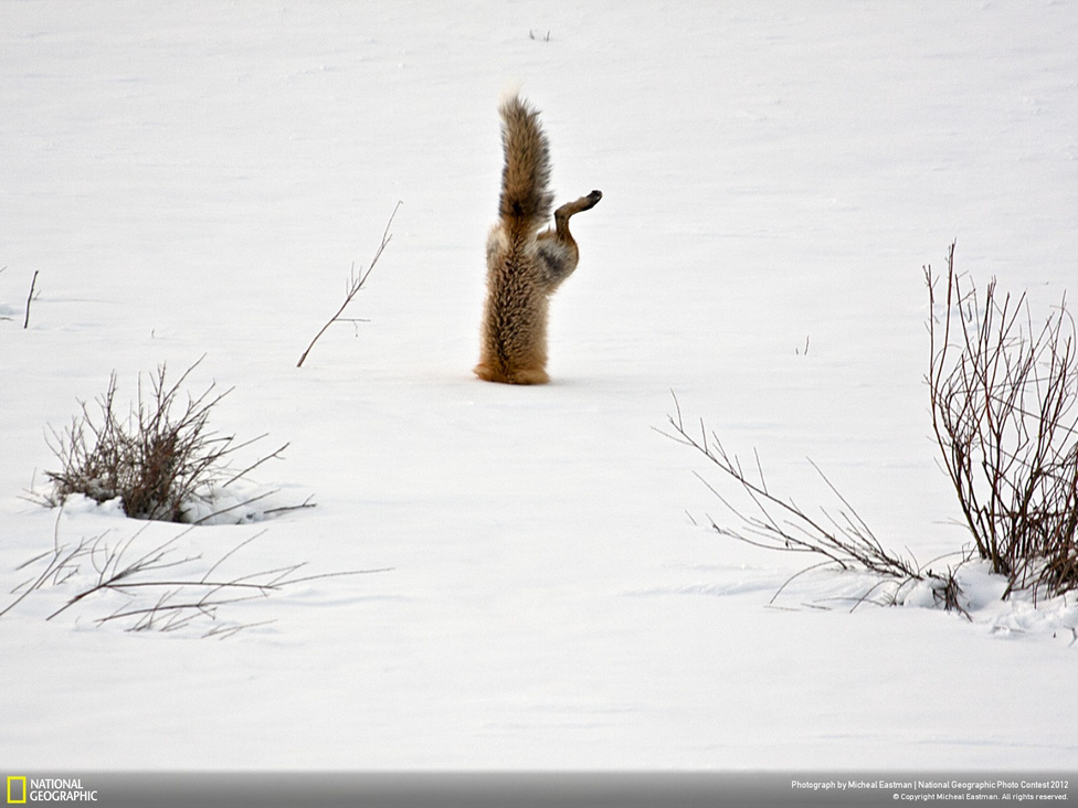 (Honorable mention, Temészet kategória) Micheal Eastman: Squaw Creek, Park Country, Wyoming, Egyesült Államok 
                        Kiváló hallásával ez a vörös róka megcélzott egy fél méter mélyen a hó alatt búvó egeret. Elkapta.
