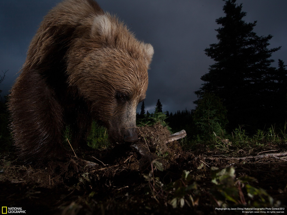 (Honorable mention, Temészet kategória) Jason Ching: Bear Creek, Lake Aleknagik, Alaszka Alaszkai vadon élő barnamedve egy mozgásérzékelős fotócsapdával lefotózva.