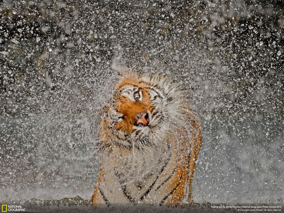 Ashley Vincent Nagydíjas és Természet kategória győztes képe. Khao Kheow állatpark, Chonburi, Thaiföld. Busaba, indoknai tigris a Khao Kheow-i allatparkban.