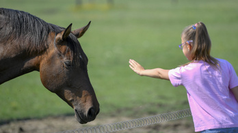 Úgy kell beszélni a lovakhoz, mint a gyerekekhez