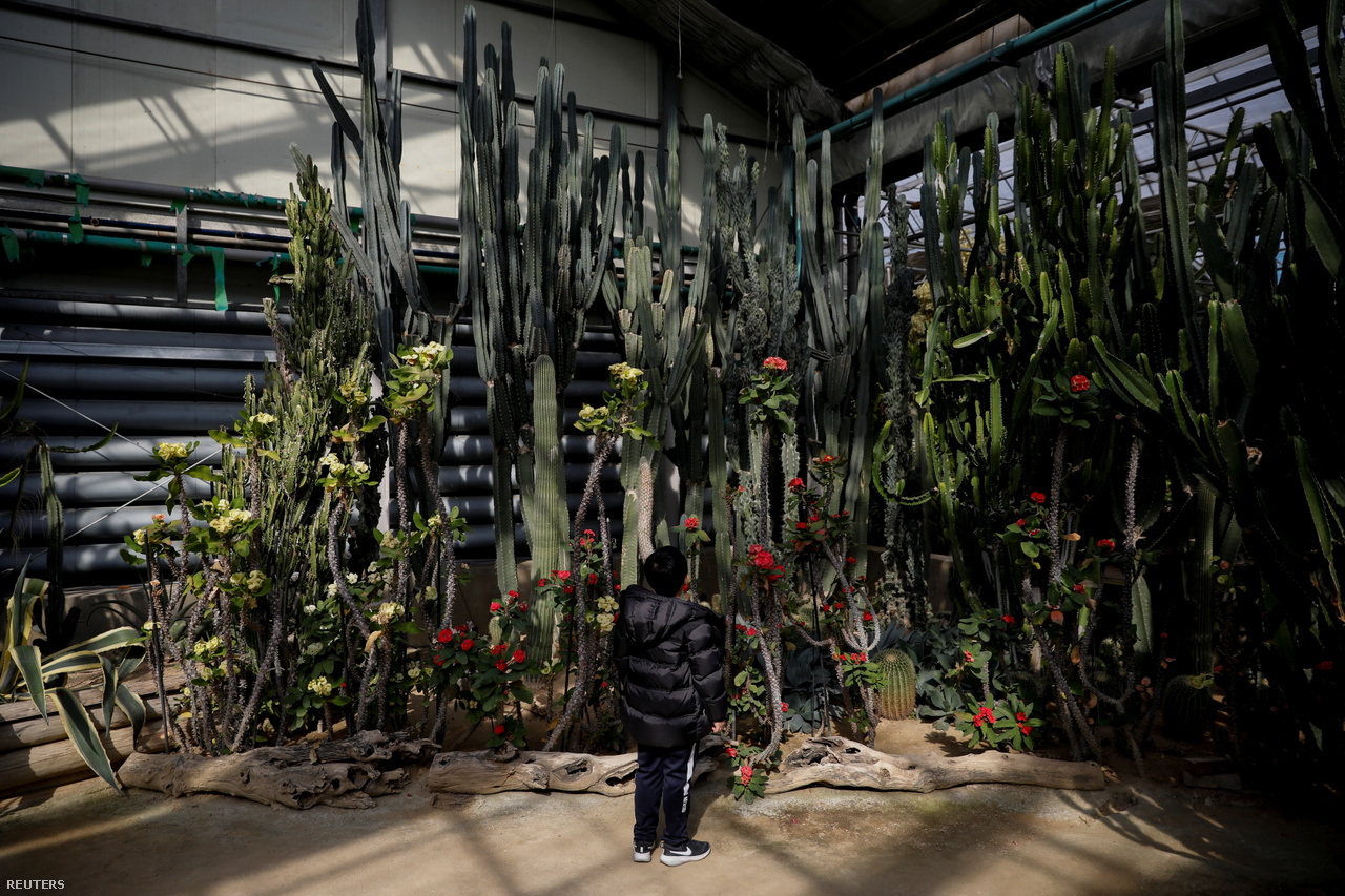 Kirándulás a szöuli botanikus parkban. A gyerekek nem rajonganak a nagyvárosért, mivel ott túl nagy a forgalom és szokatlan a zaj. A kaktuszok között azért elvannak. 2021. február 23-a.