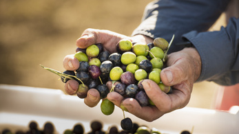 Olívaültetvény a Balaton-felvidéken