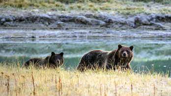 Egyre több a grizzly az Egyesült Államokban, nem hagynák tovább terjeszkedni őket