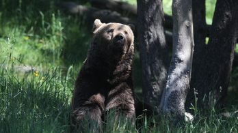 Rekordszámú barnamedvét számoltak össze a Pireneusokban