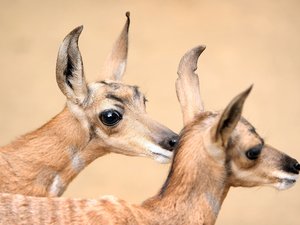 Kihalt gepárdféle miatt lett gyors az antilop