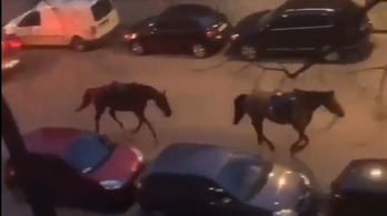 Meglógott két ló Brüsszelben, miközben illegális bulit oszlattak a rendőrök