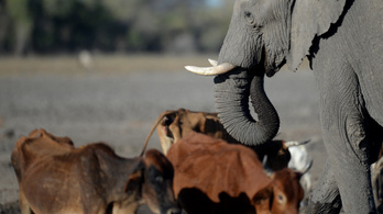 300 elefánt kilövésére adták meg az engedélyt