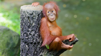 Árva orangutánkölyköket mentettek Borneón